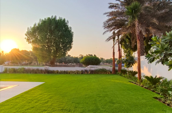 artificial-grass-palm-trees-sun