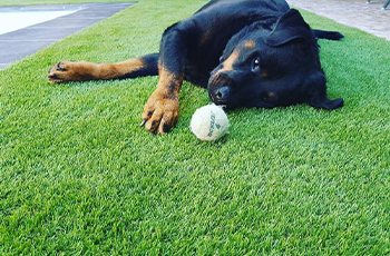 Big Dog With a Toy on Artificial Grass