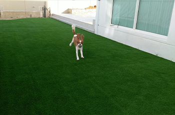 Small Dog on Artificial Grass