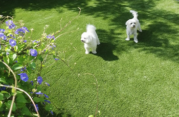 Two Small Dogs on Artificial Grass
